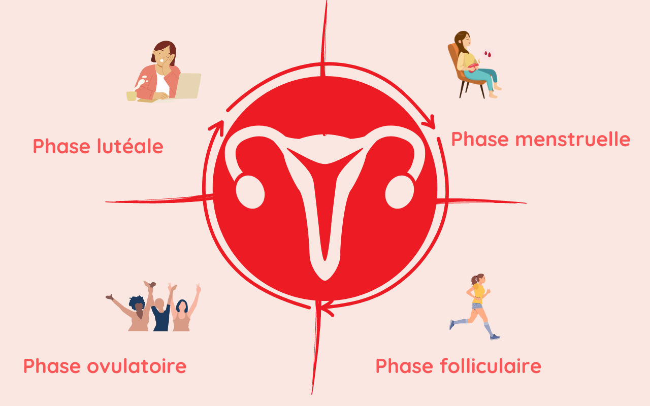cycle ovarien